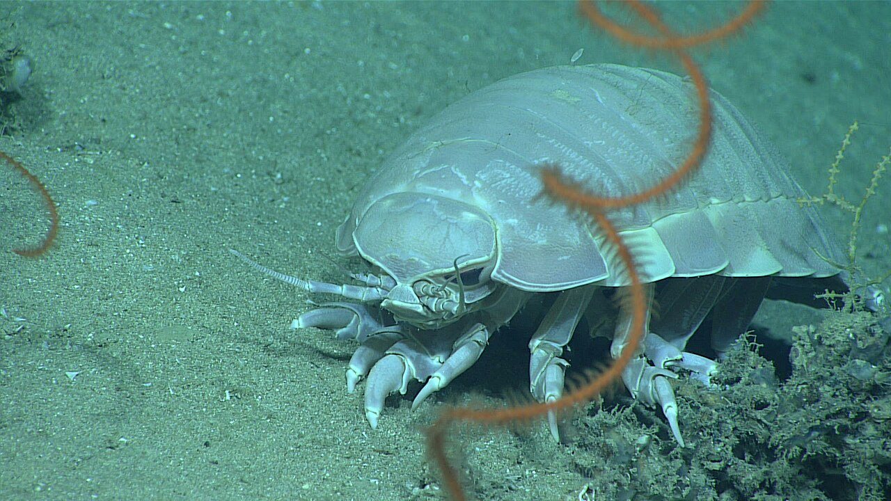 ダイオウグソクムシの画像