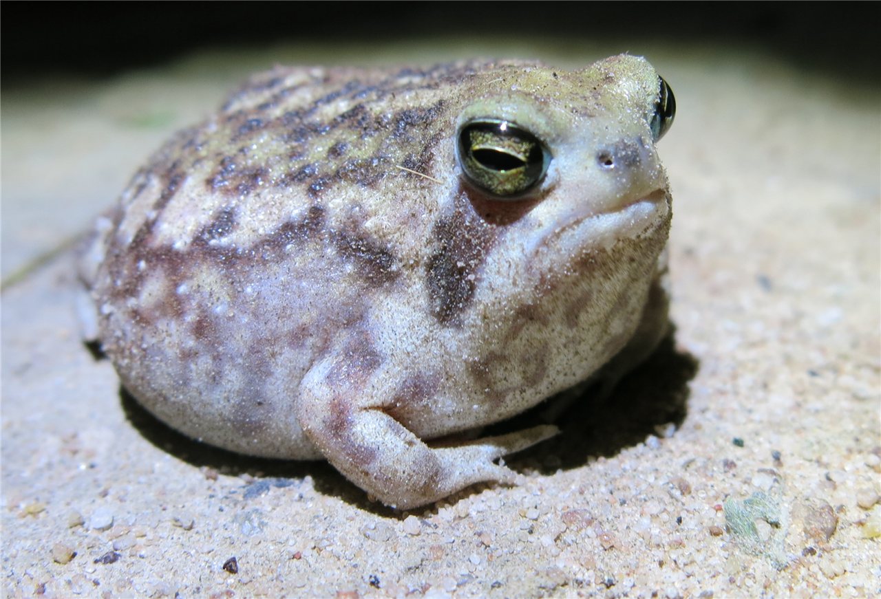 アメフクラガエルの画像