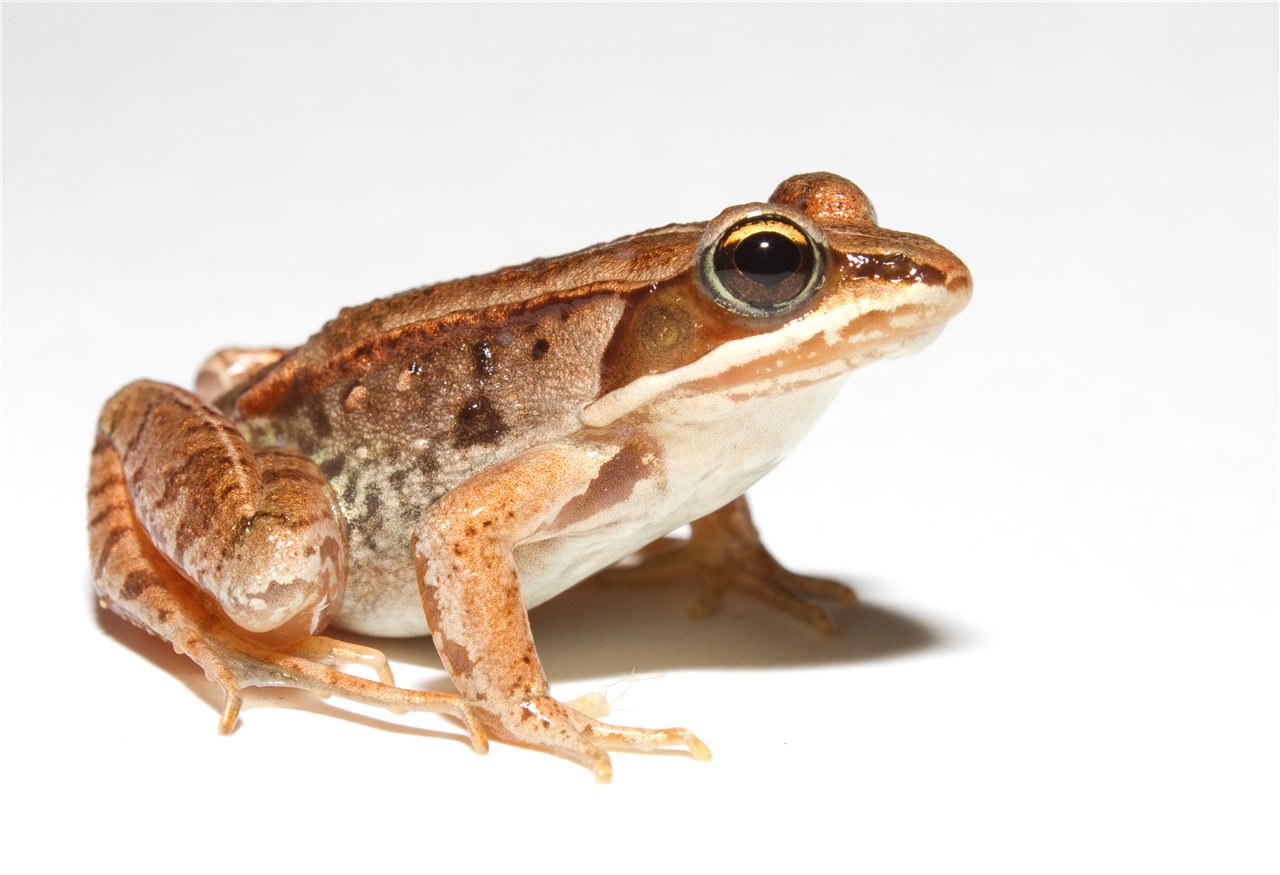 キタアメリカアカガエルの画像
