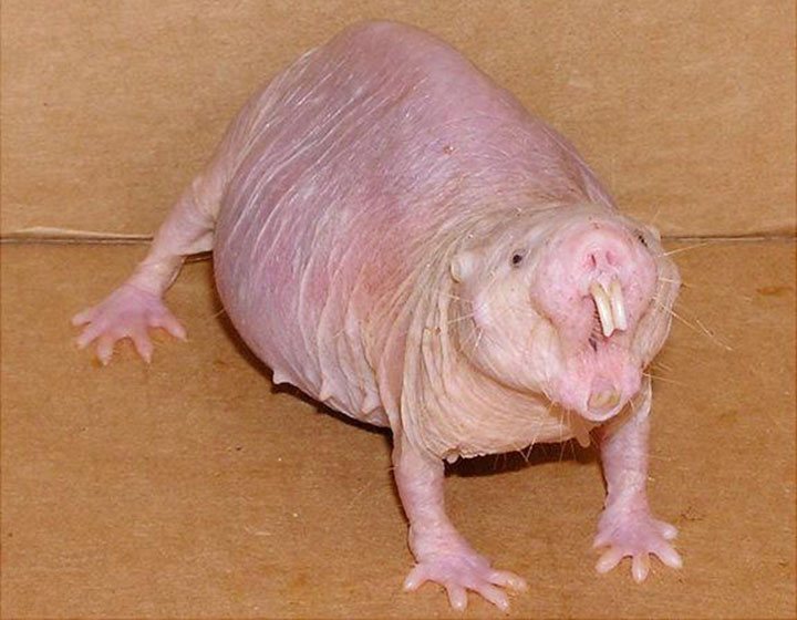 ハダカデバネズミの画像