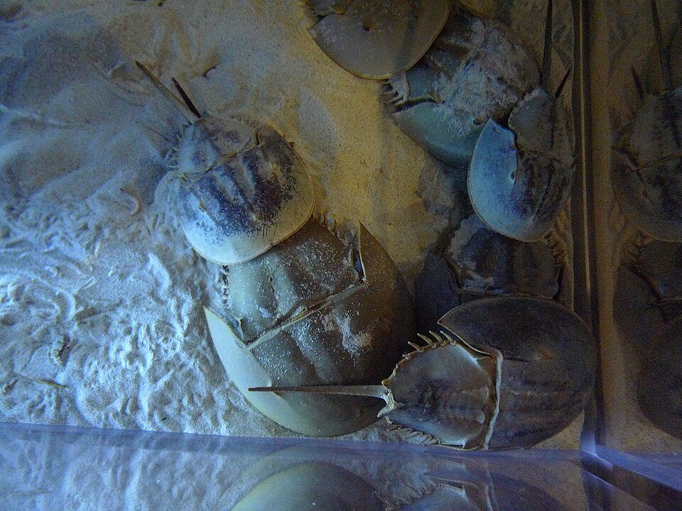 カブトガニの画像