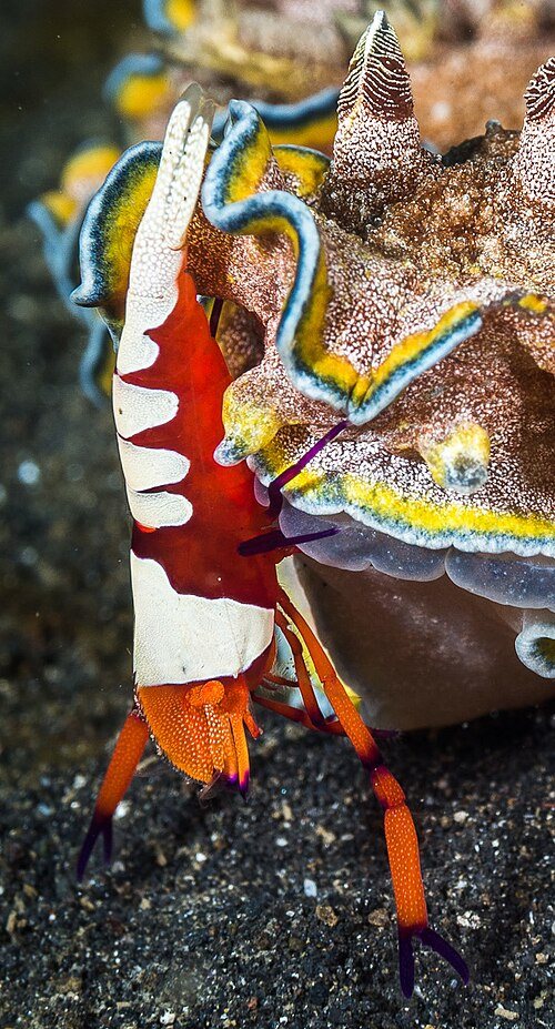 ウミウシカクレエビの画像