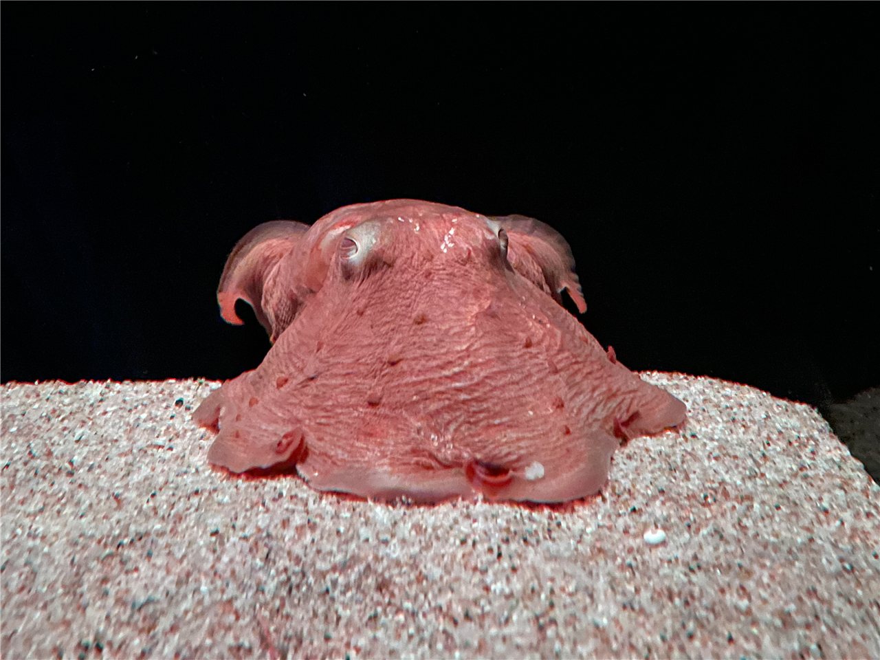 メンダコの画像