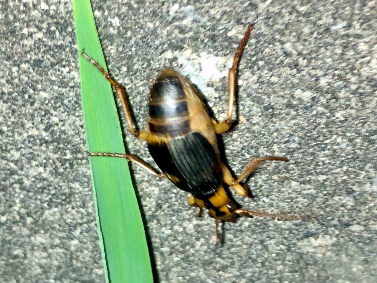 ミイデラゴミムシの画像