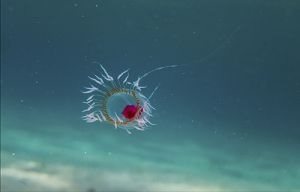 ベニクラゲの画像